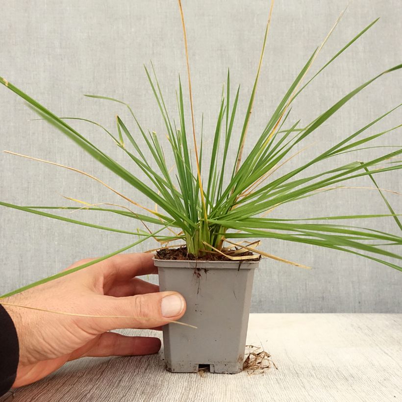 Deschampsia cespitosa Pixie Fountain 8/9 cm pot sample as delivered in autumn