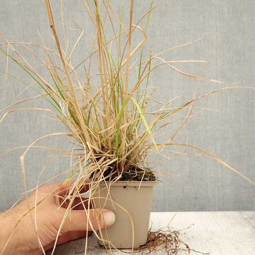 Deschampsia cespitosa Tardiflora 8/9 cm pot sample as delivered in autumn