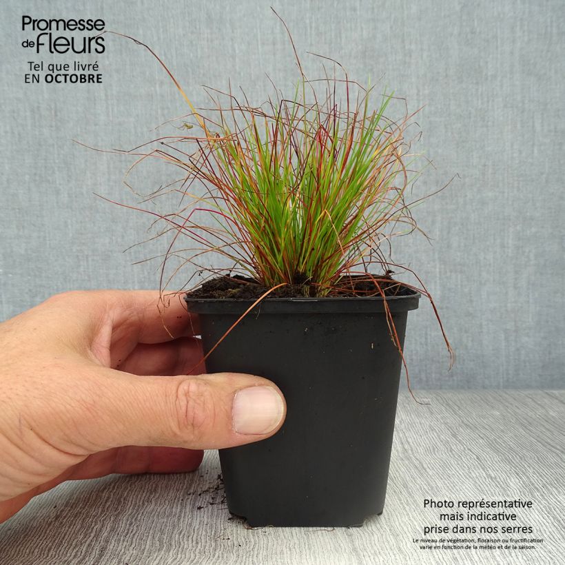 Deschampsia flexuosa 8/9 cm pot sample as delivered in autumn
