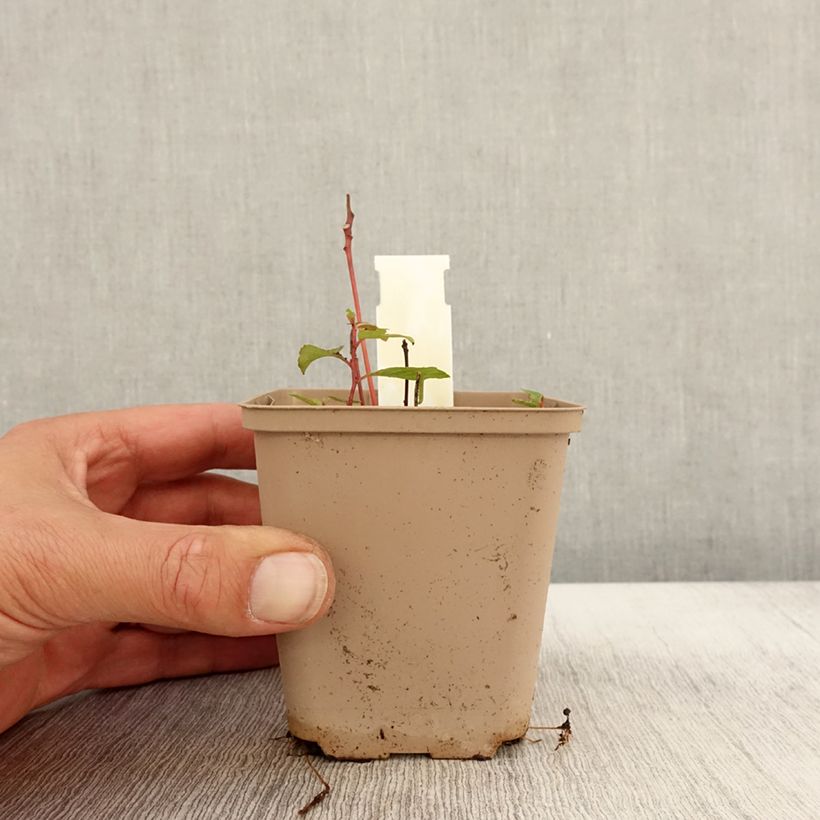 Desmodium nudiflorum 8/9 cm pot sample as delivered in autumn