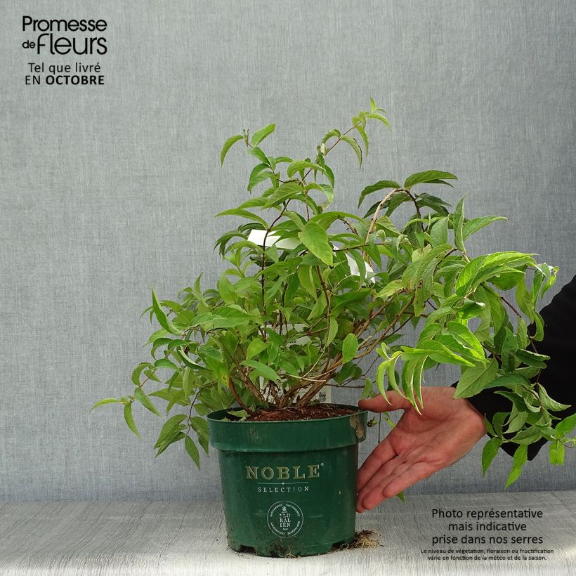 Deutzia compacta Lavender Time 3L/4L pot sample as delivered in autumn