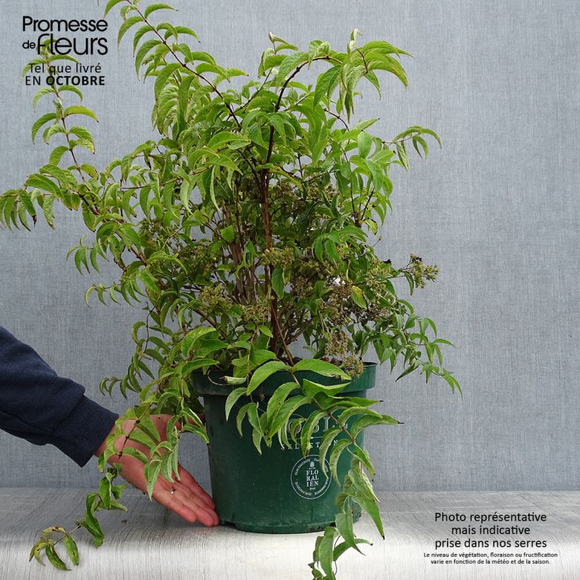 Deutzia compacta Lavender Time 7.5L/10L pot sample as delivered in autumn