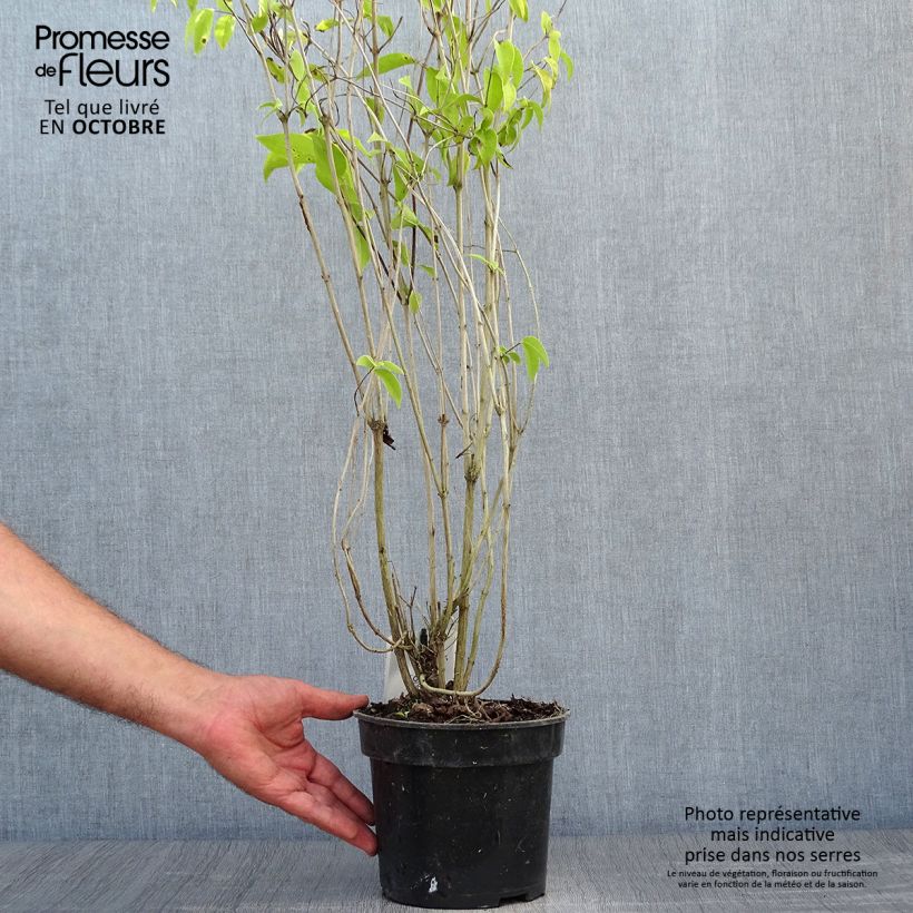 Deutzia crenata Pride of Rochester 2L/3L pot sample as delivered in autumn