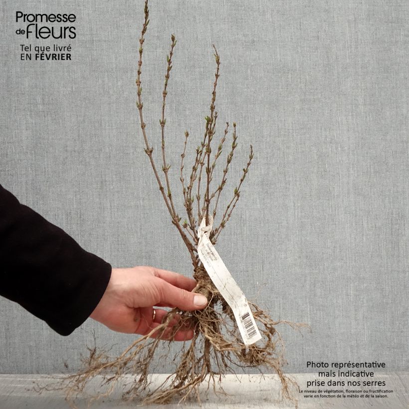 Deutzia gracilis Bare root sample as delivered in winter