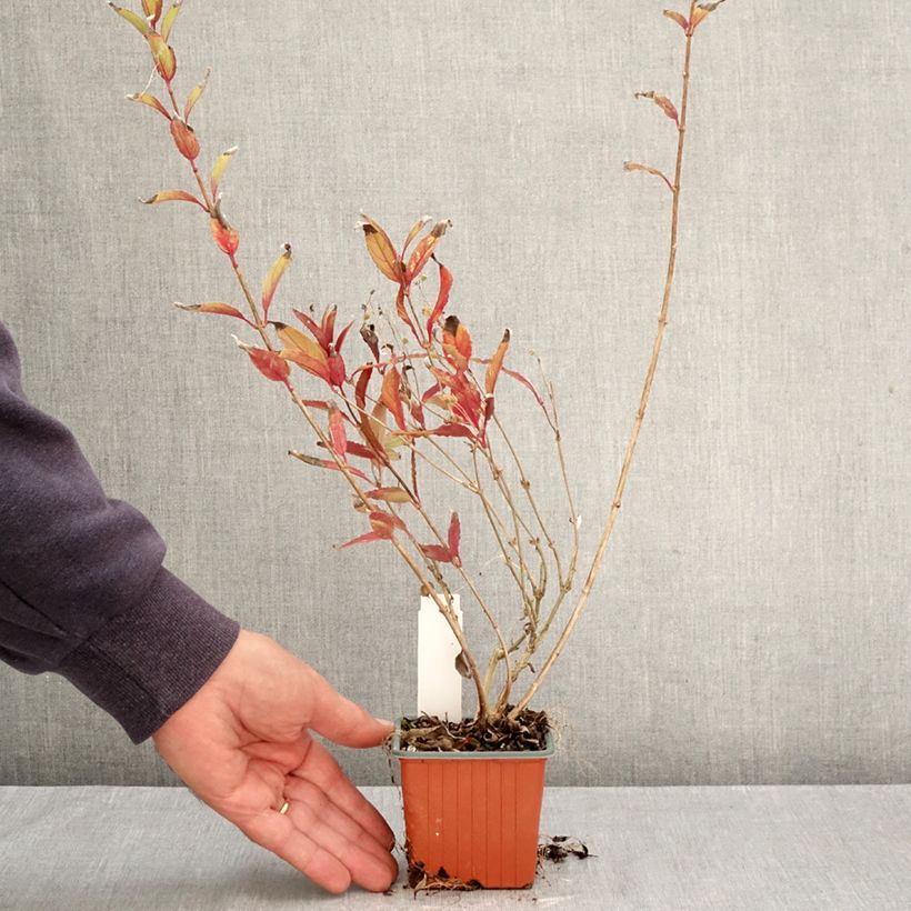 Deutzia gracilis 8/9 cm pot sample as delivered in autumn