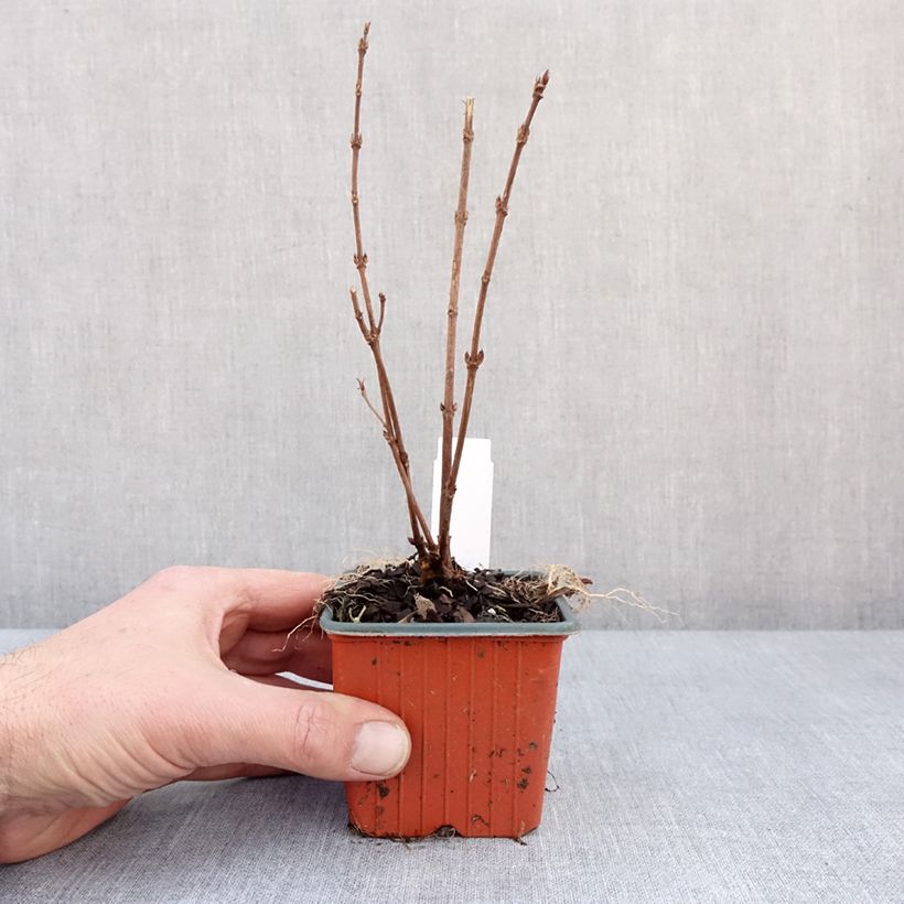 Deutzia gracilis 8/9 cm pot sample as delivered in winter