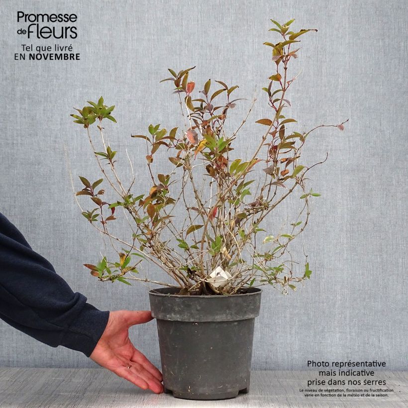 Deutzia gracilis 4L/5L pot sample as delivered in autumn