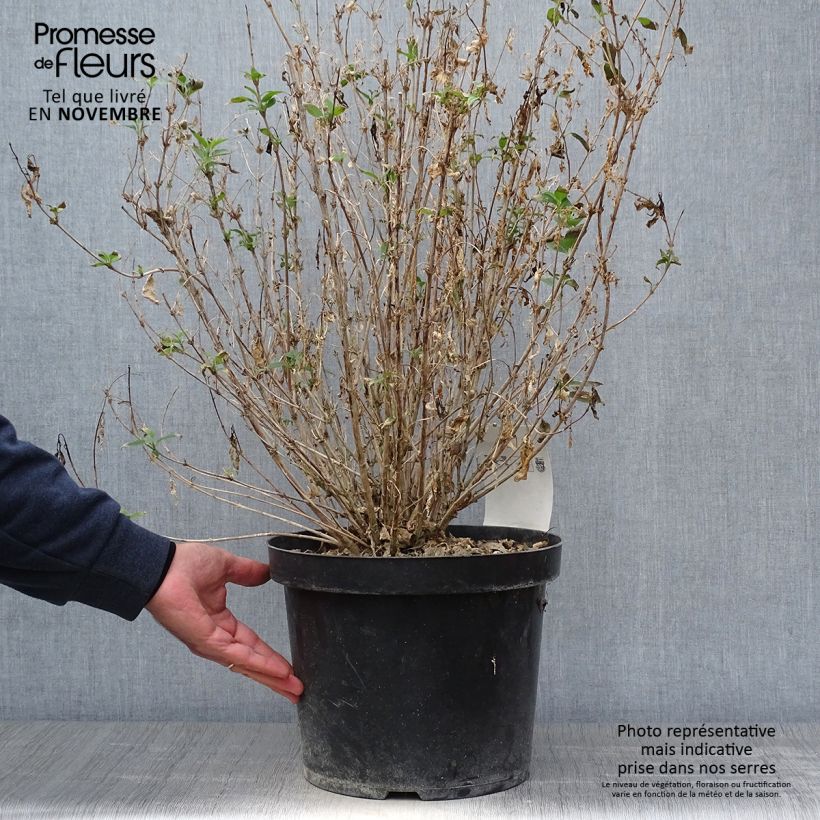 Deutzia gracilis Nikko 7.5L/10L pot sample as delivered in autumn