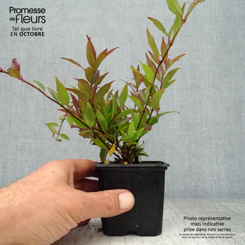 Deutzia gracilis Nikko 8/9 cm pot sample as delivered in autumn