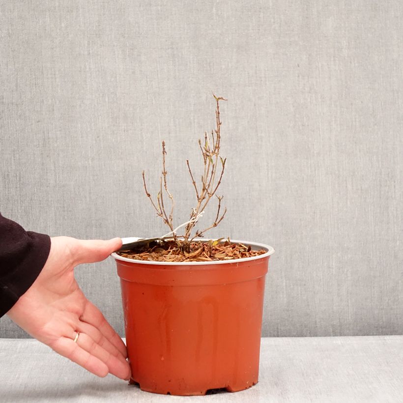 Deutzia gracilis Variegata 3L/4L pot sample as delivered in winter