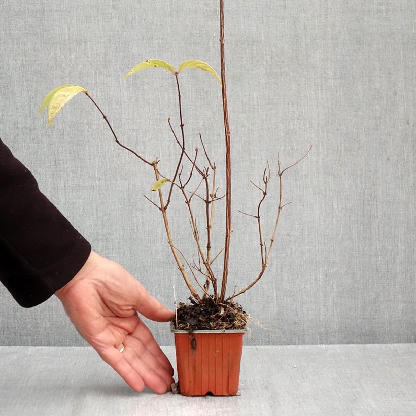 Deutzia Strawberry Fields 8/9 cm pot sample as delivered in autumn