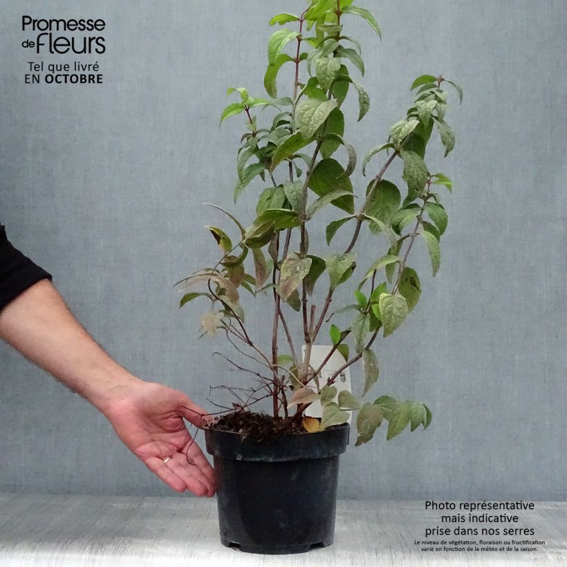 Deutzia Strawberry Fields 2L/3L pot sample as delivered in autumn
