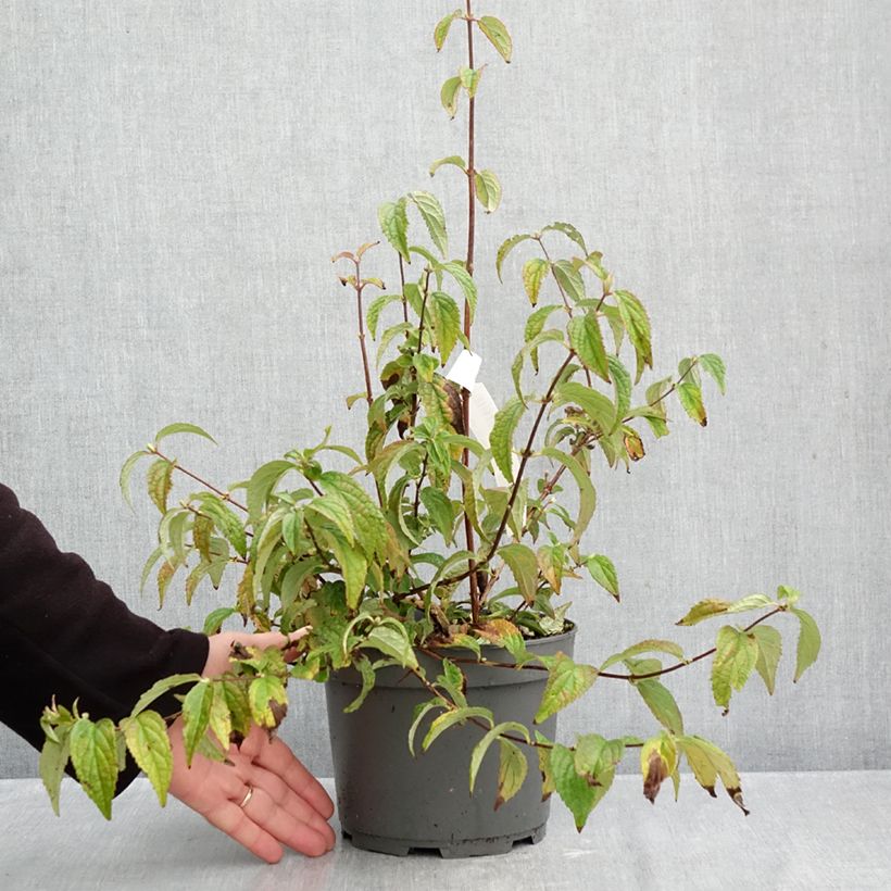Deutzia Mont Rose 2L/3L pot sample as delivered in autumn
