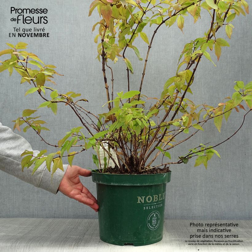 Deutzia Raspberry Sundae 7.5L/10L pot sample as delivered in autumn