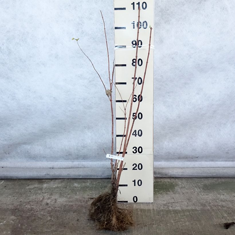 Deutzia magnifica Bare root sample as delivered in winter