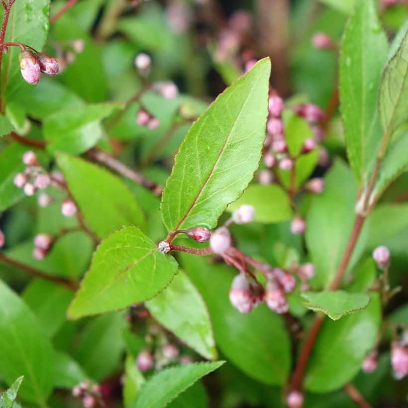 Deutzia Pink Carpet (Foliage)