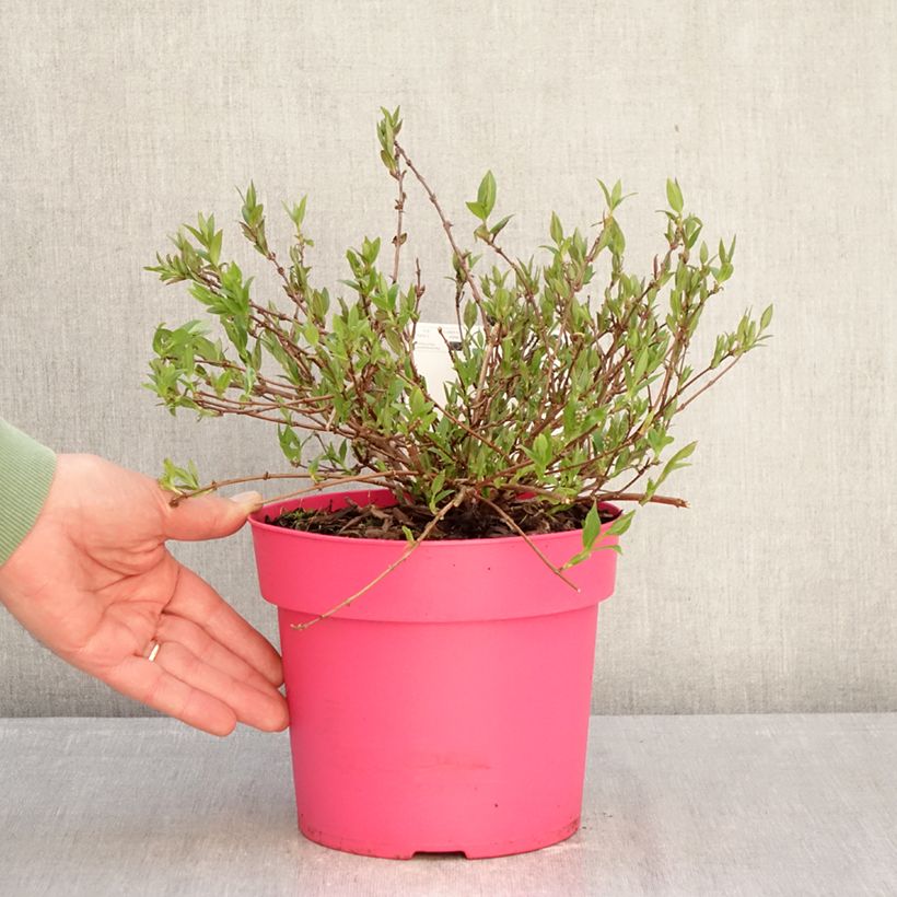 Deutzia Pink Carpet 3L/4L pot sample as delivered in winter