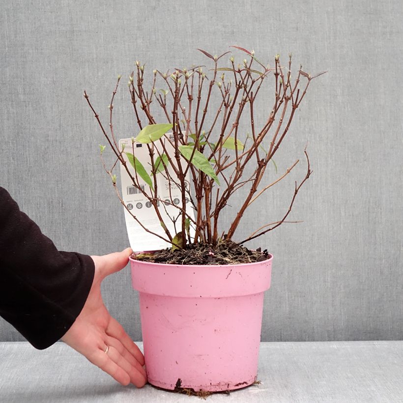 Deutzia Million Stars Pink Cloud 3L/4L pot sample as delivered in winter