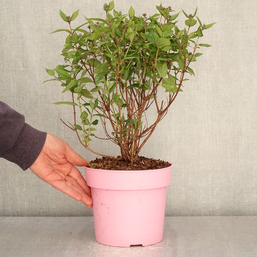 Deutzia Million Stars Pink Cloud 3L/4L pot sample as delivered in spring