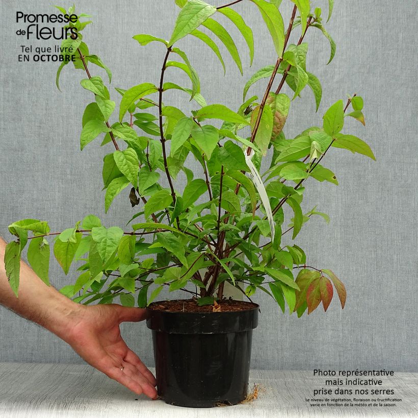 Deutzia Perle Rose 3L/4L pot sample as delivered in autumn
