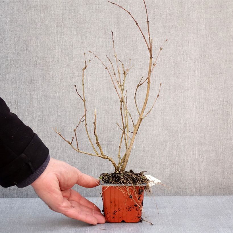 Deutzia purpurascens Kalmiiflora 8/9 cm pot sample as delivered in winter