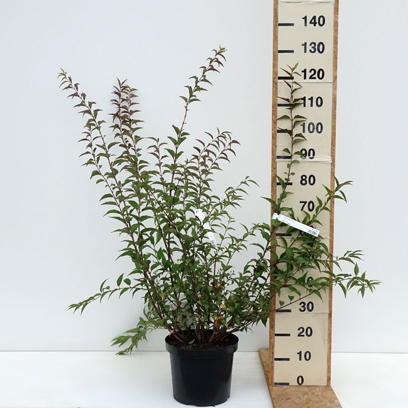 Deutzia purpurascens Kalmiiflora 7.5L/10L pot sample as delivered in autumn