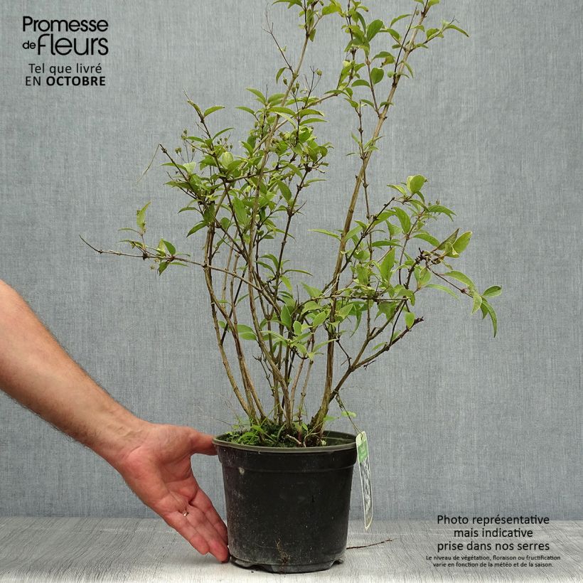 Deutzia rosea Campanulata 2L/3L pot sample as delivered in autumn