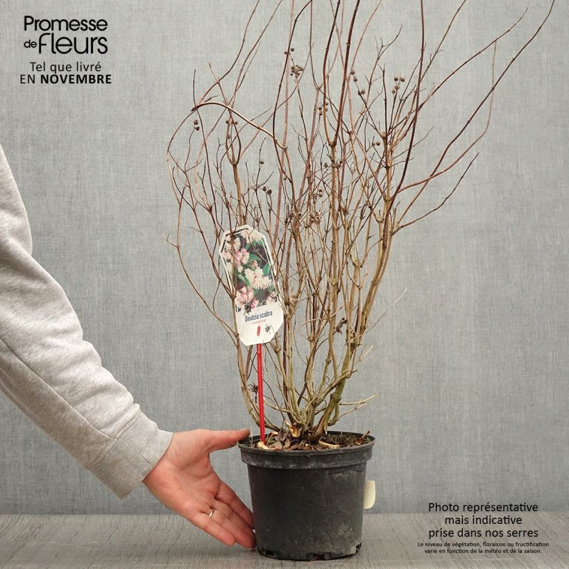 Deutzia scabra Codsall Pink 2L/3L pot sample as delivered in autumn