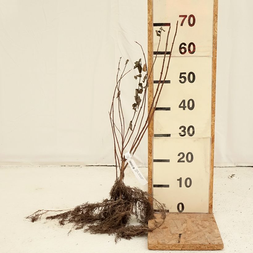 Deutzia scabra Bare root sample as delivered in winter