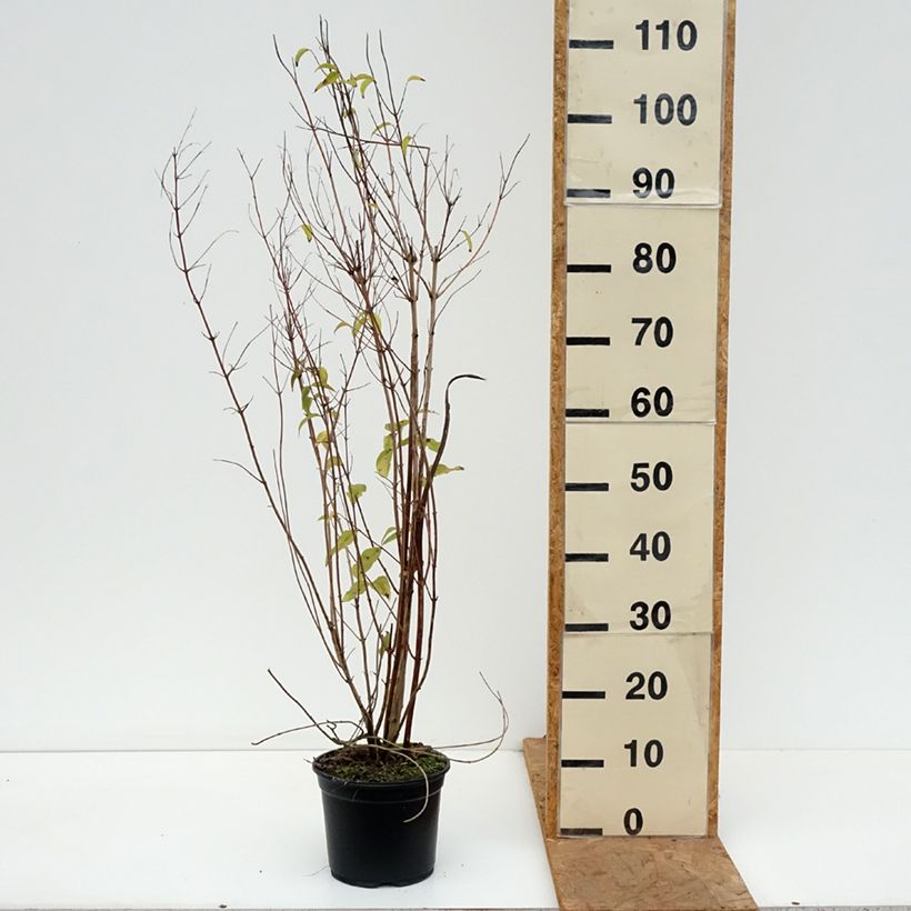 Deutzia scabra Plena 2L/3L pot sample as delivered in autumn