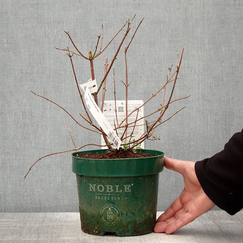 Deutzia setchuenensis Corymbiflora 2L/3L pot sample as delivered in spring