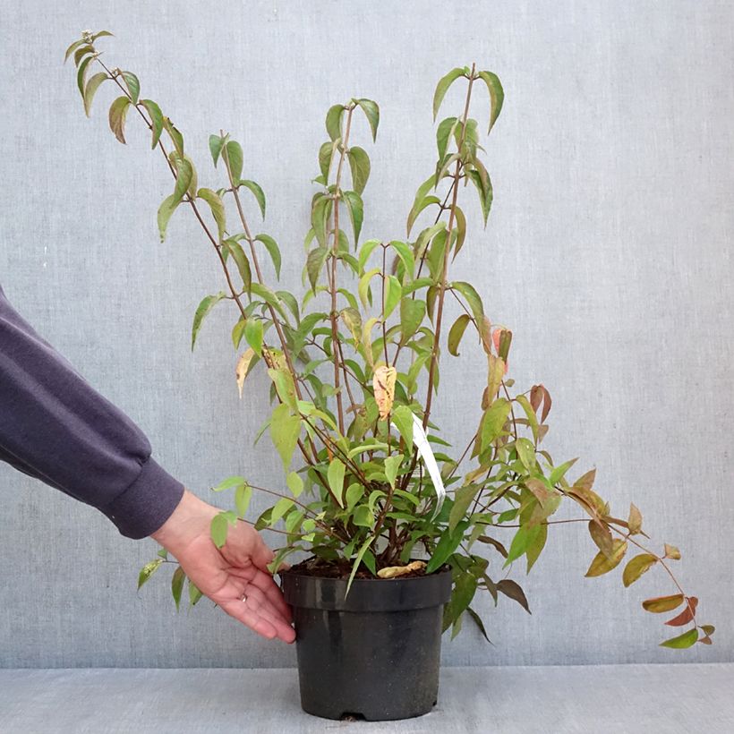 Deutzia setchuenensis Corymbiflora 2L/3L pot sample as delivered in autumn