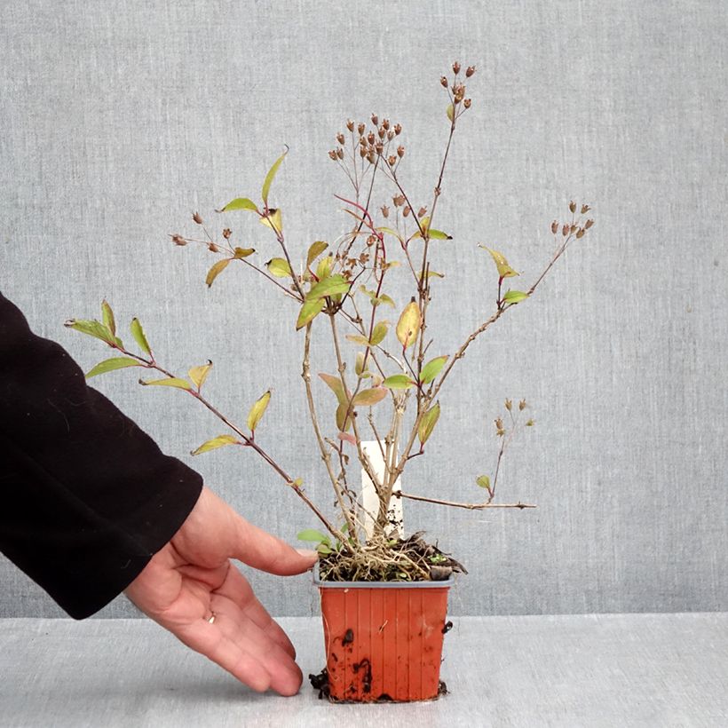 Deutzia x lemoinei  8/9 cm pot sample as delivered in autumn