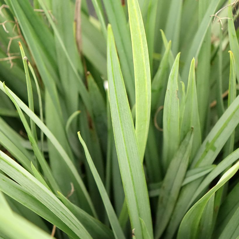 Dianella caerulea Cassa Blue - Blue Flax Lily (Foliage)