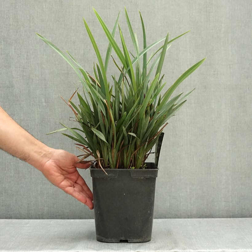 Dianella revoluta Blue Stream 3L/4L pot sample as delivered in summer