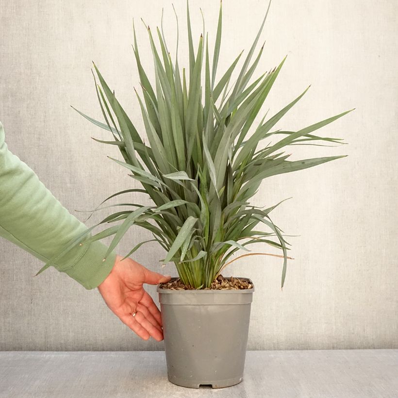 Dianella revoluta Clarity Blue - Flax lily 4L/5L pot sample as delivered in winter