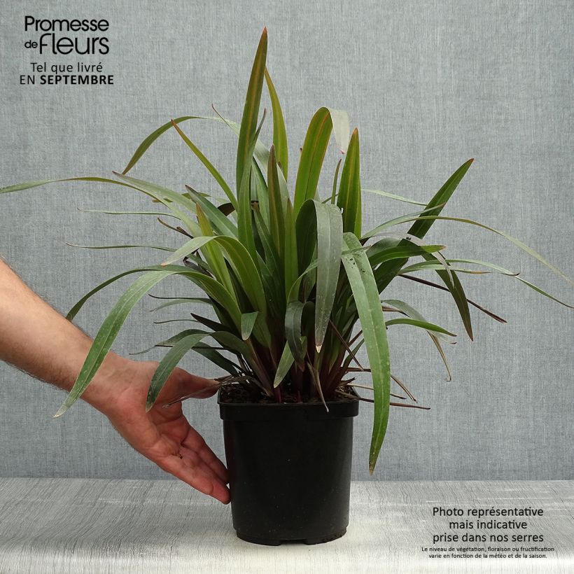 Dianella tasmanica Blaze 2L/3L pot sample as delivered in autumn