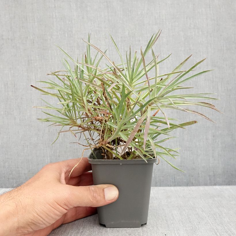 Dianthus allwoodii Alice 8/9 cm pot sample as delivered in autumn