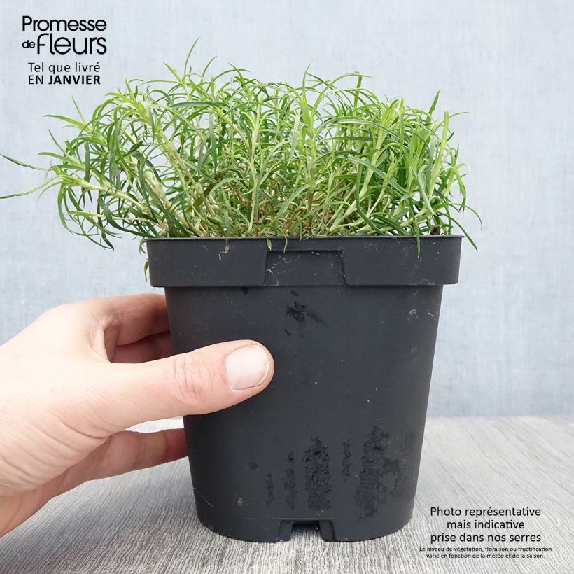 Dianthus arenarius 2L/3L pot sample as delivered in winter