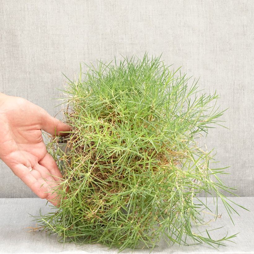 Dianthus arenarius 2L/3L pot sample as delivered in summer
