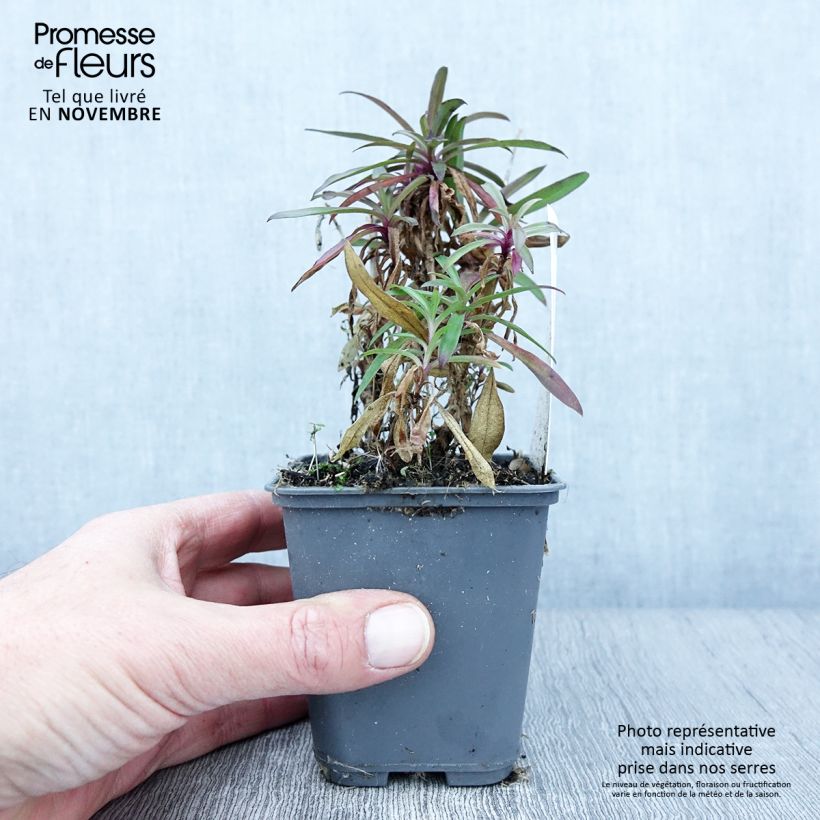 Dianthus barbatus Oeschberg 8/9 cm pot sample as delivered in autumn