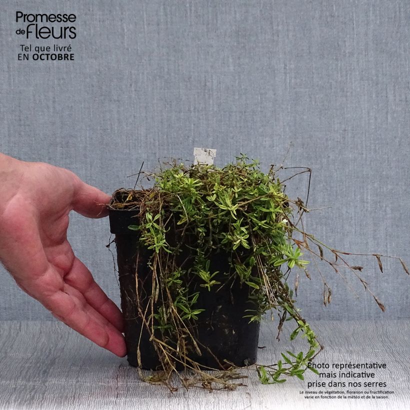 Dianthus deltoides Albiflorus 2L/3L pot sample as delivered in autumn
