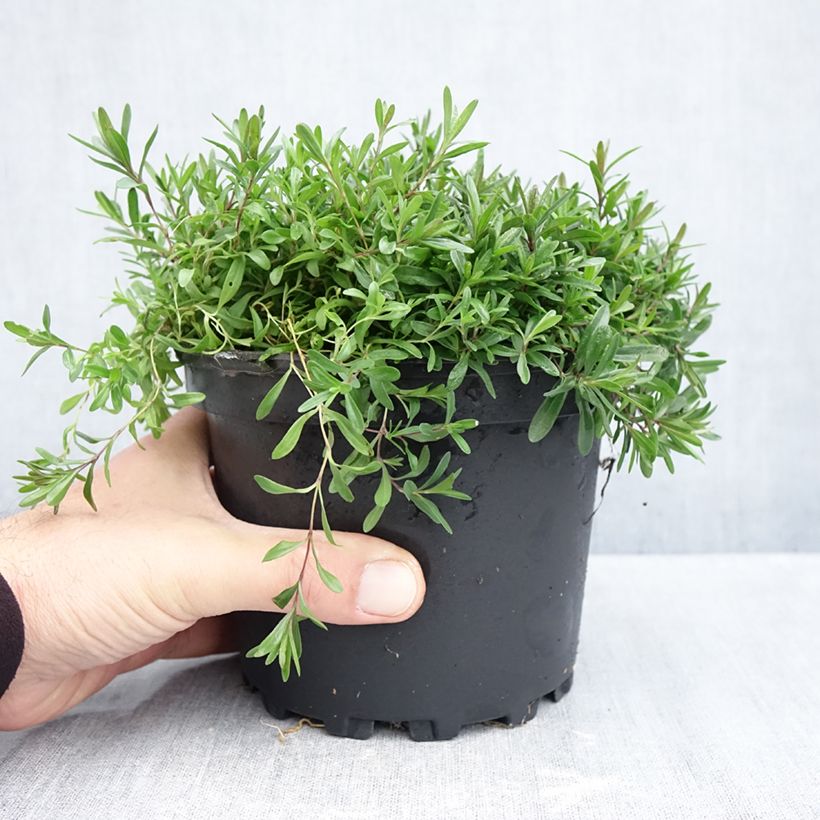 Dianthus deltoides Flashing Light - Oeillet des landes Pot de 2L/3L sample as delivered in autumn