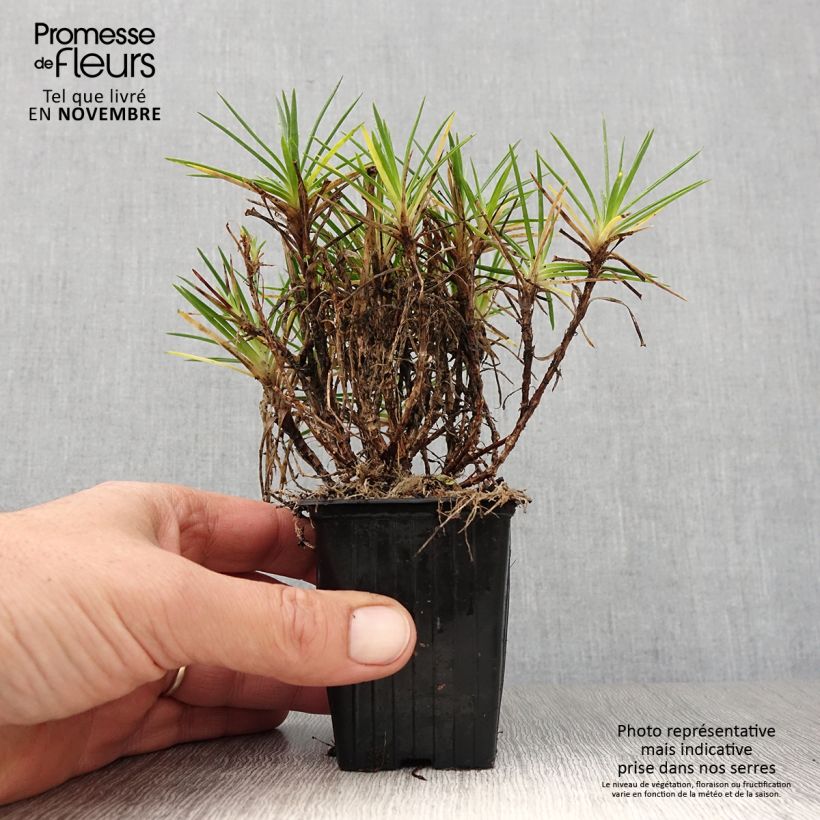 Dianthus Evening Star 7/8 cm pot sample as delivered in autumn