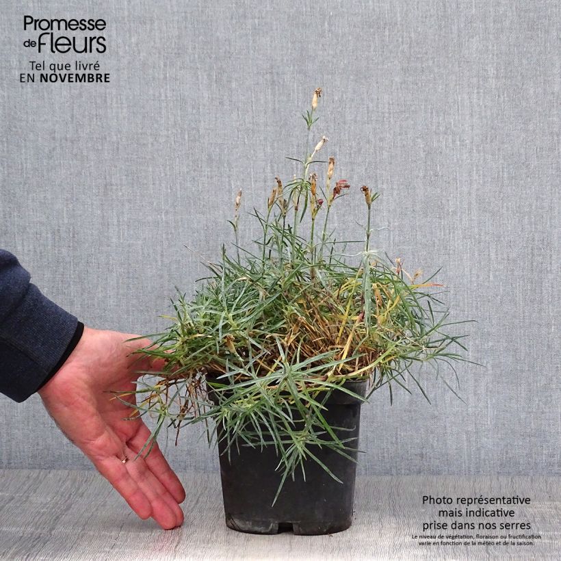 Dianthus gratianopolitanus Badenia 2L/3L pot sample as delivered in autumn