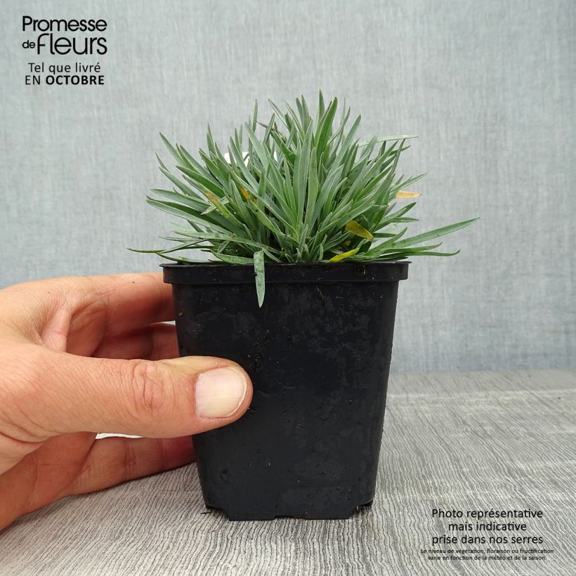 Dianthus gratianopolitanus Bombardier 8/9 cm pot sample as delivered in autumn