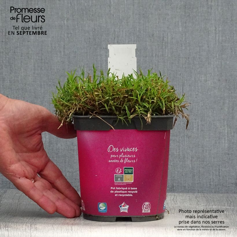 Dianthus gratianopolitanus Kahori Holkahori 2L/3L pot sample as delivered in autumn