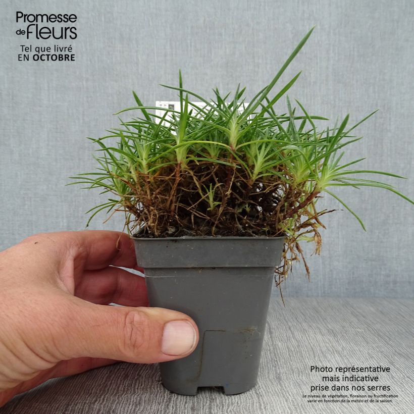 Dianthus gratianopolitanus Whatfield Gem 8/9 cm pot sample as delivered in autumn