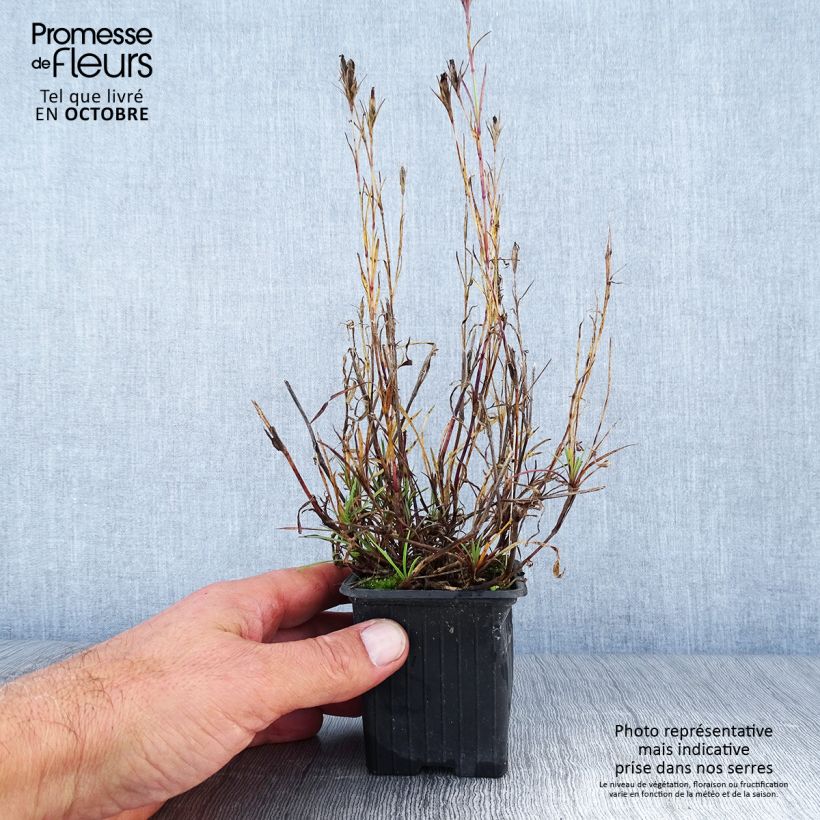 Dianthus knappii 8/9 cm pot sample as delivered in autumn