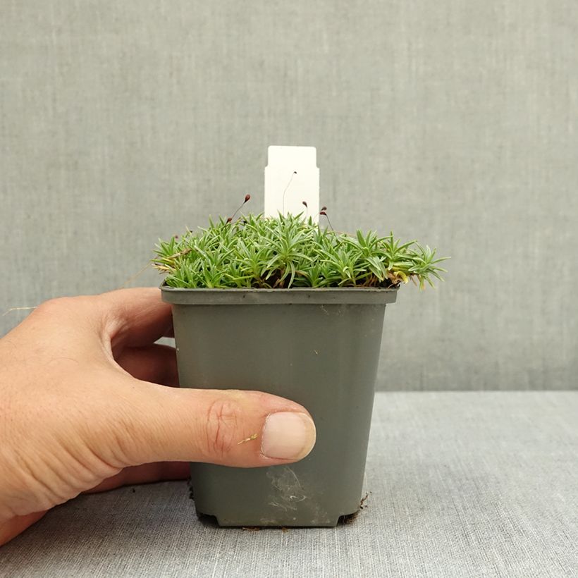 Dianthus gratianopolitanus La Bourboule Alba - Œillet de Grenoble, Œillet bleuâtre, Œillet bleu 8/9 cm pot sample as delivered in summer